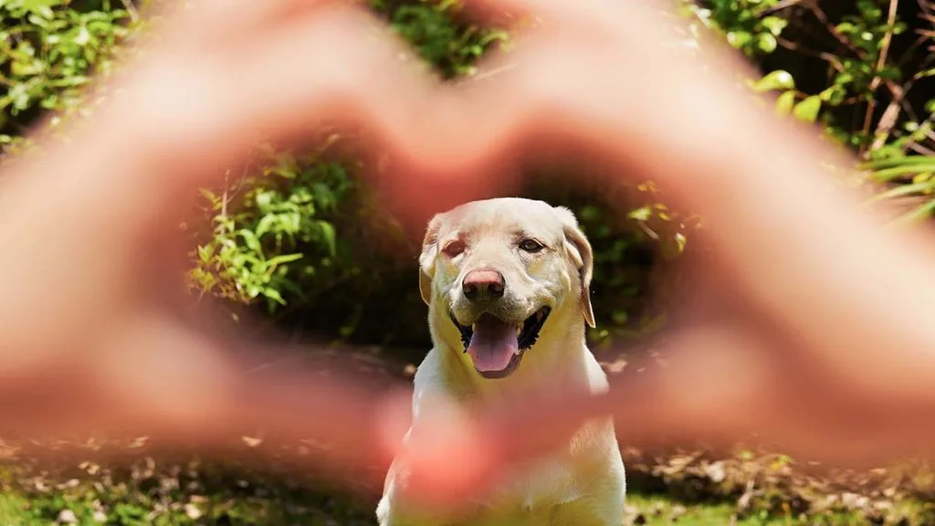 Paws Across Borders: How to Take Your Dog from Medellín to the United States -